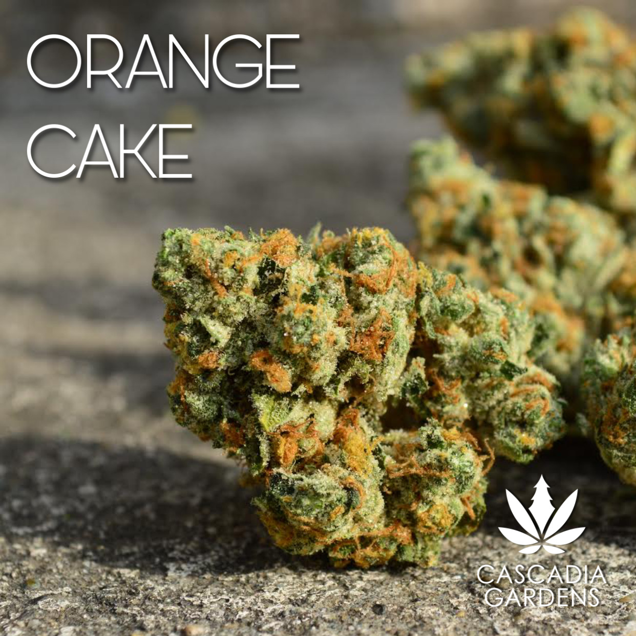 Orange Cake - H Main Image